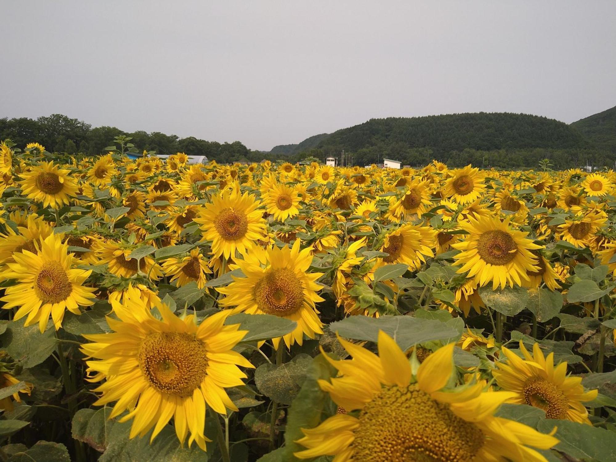 Sea Side Stay / Vacation Stay 1785 Abashiri Eksteriør billede